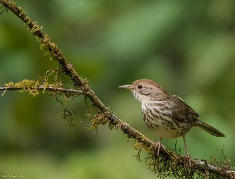 Puff throated Babbler