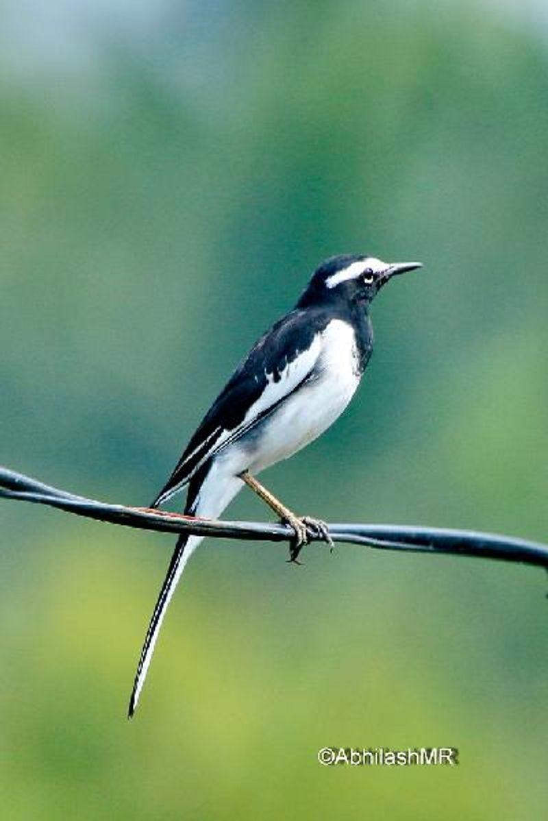 White browed Wagtail
