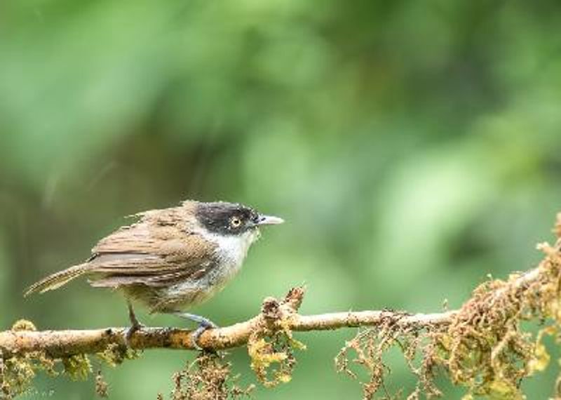 Dark fronted Babbler