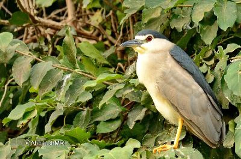 Black crowned Night Heron