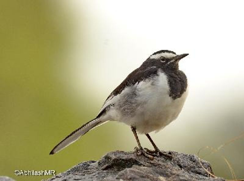 White browed Wagtail