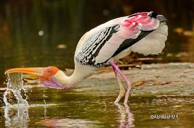 Painted Stork
