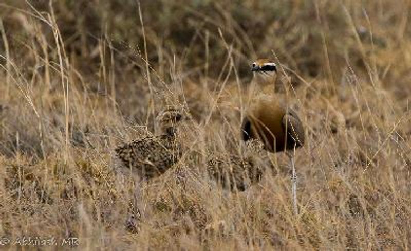 Indian Courser