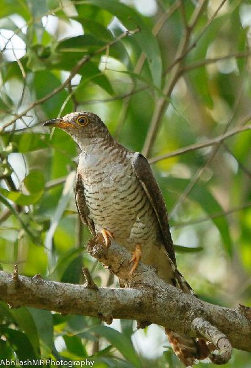 Common Cuckoo