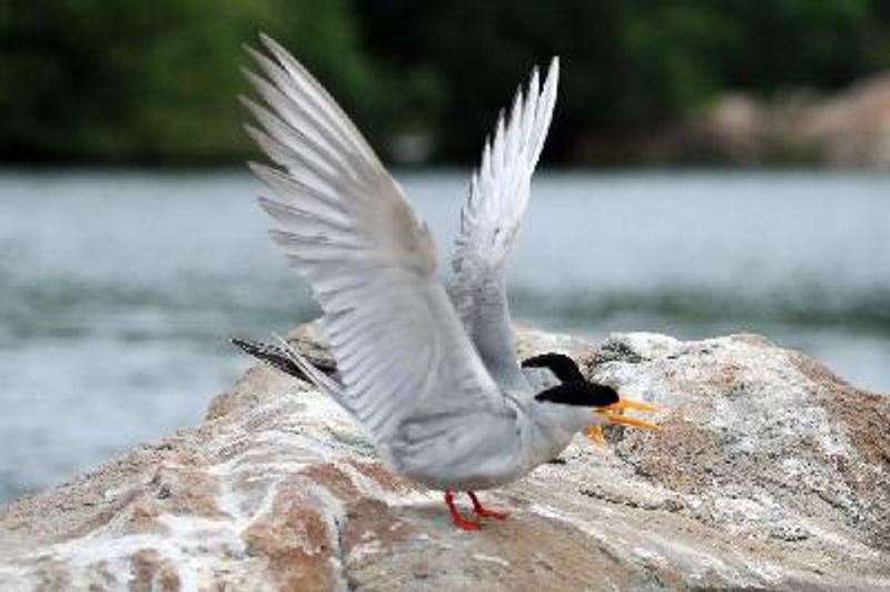 River Tern