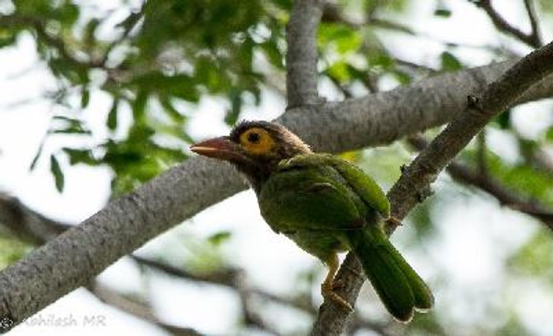 Brown headed Barbet