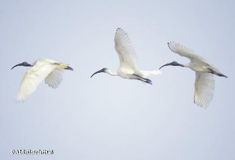 Black headed Ibis