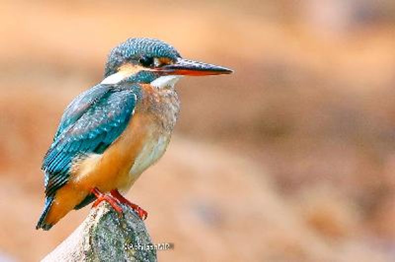 Common Kingfisher