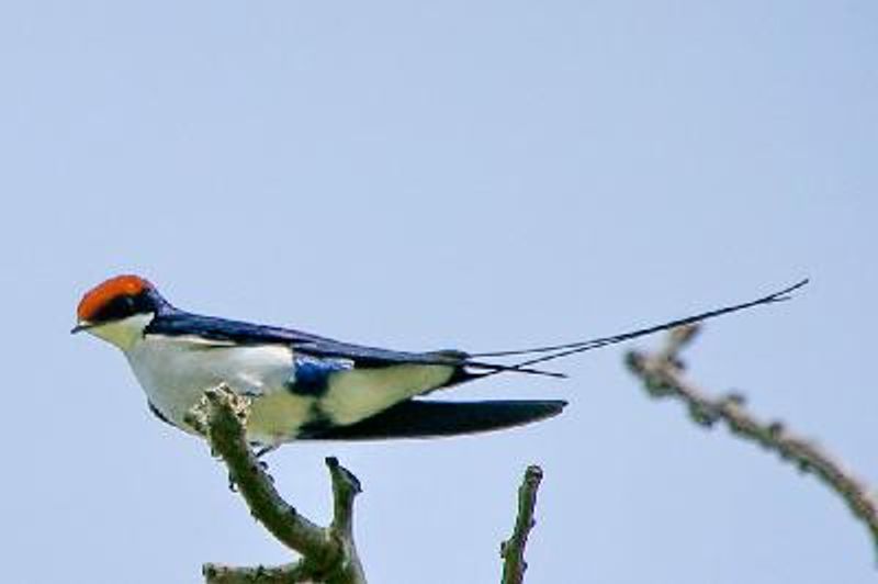 Wire tailed Swallow