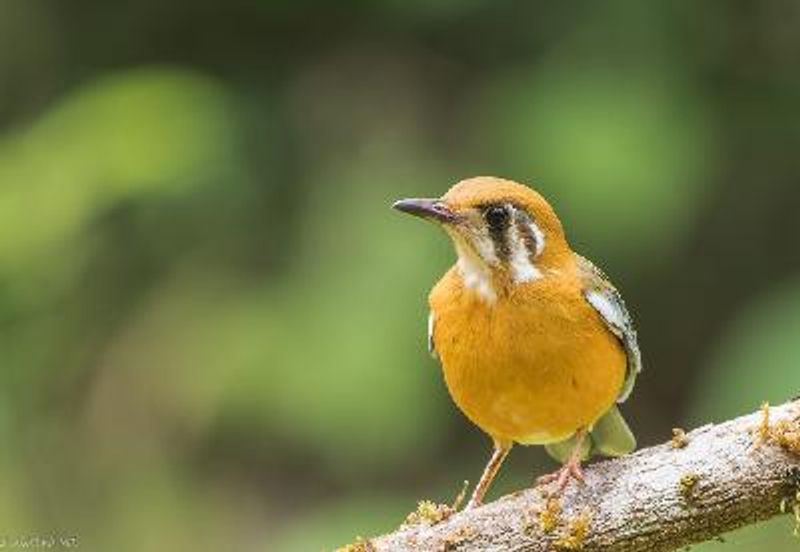 Orange headed Thrush