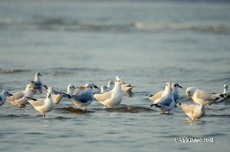 Brown headed Gull