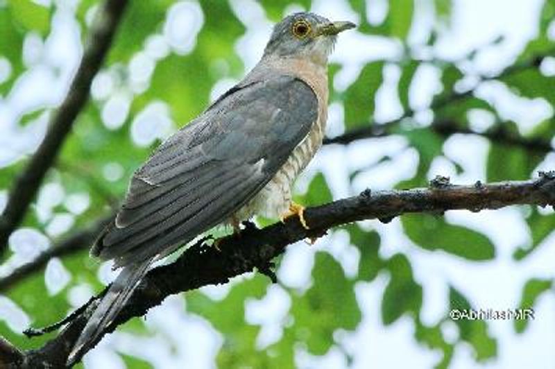 Common Hawk Cuckoo