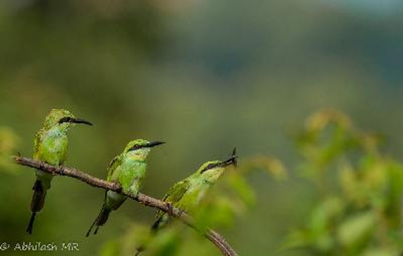 Green Bee eater