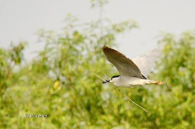 Black crowned Night Heron