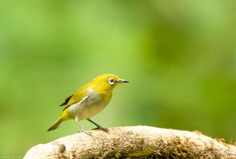 Oriental White eye