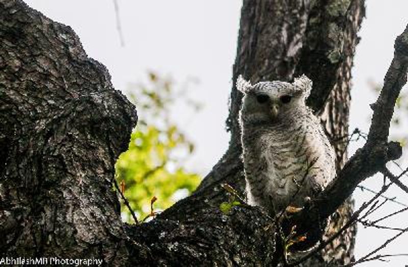Spot bellied Eagle Owl