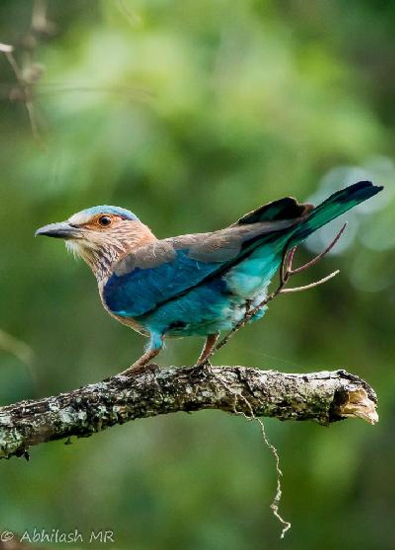 Indian Roller