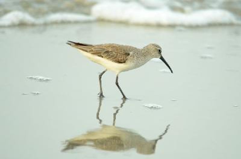 Curlew Sandpiper