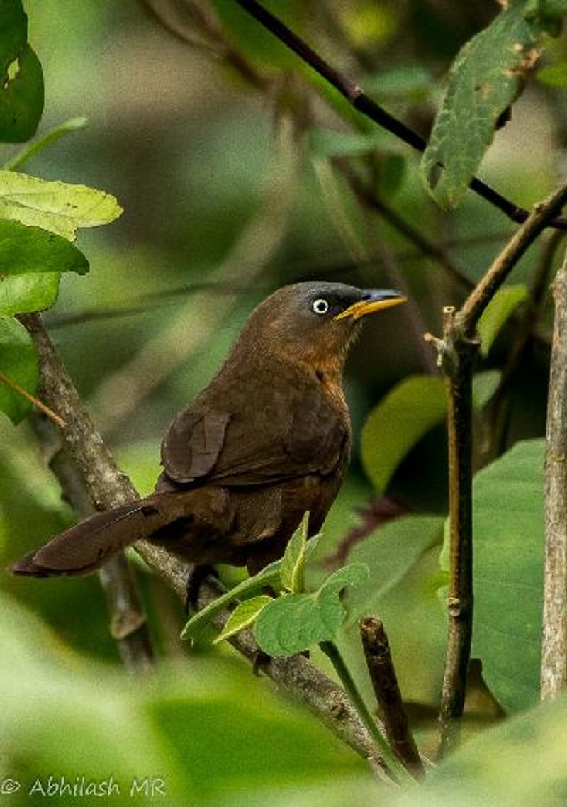 Rufous Babbler