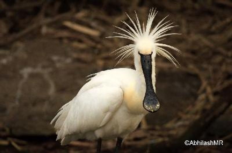 Eurasian Spoonbill