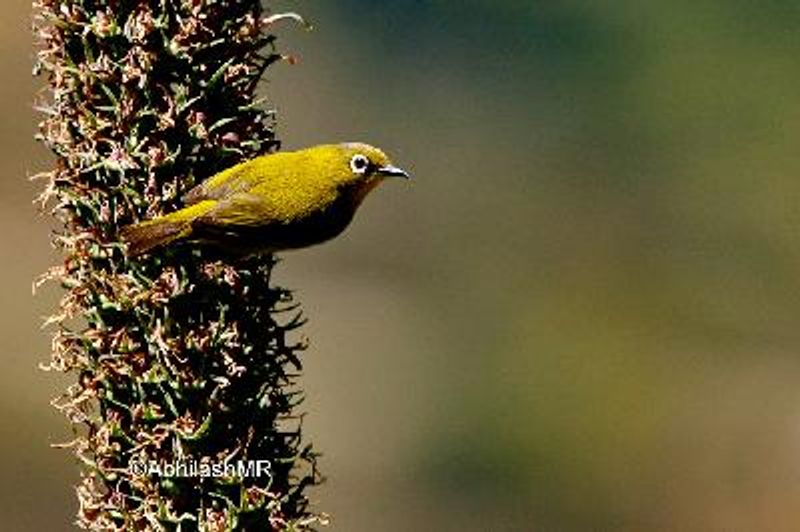 Oriental White eye