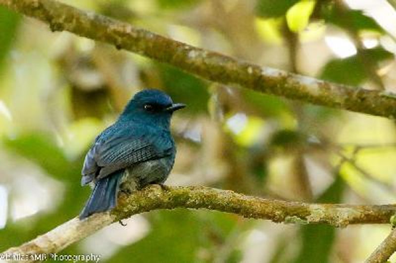 Nilgiri Flycatcher