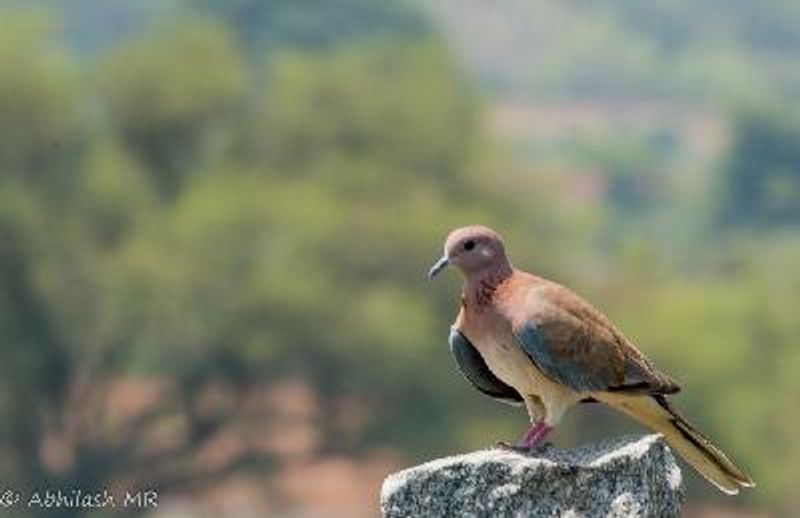 Laughing Dove