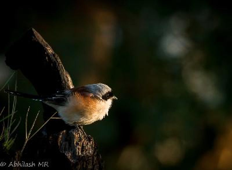 Long tailed Shrike