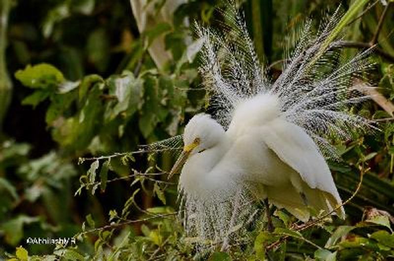 Intermediate Egret