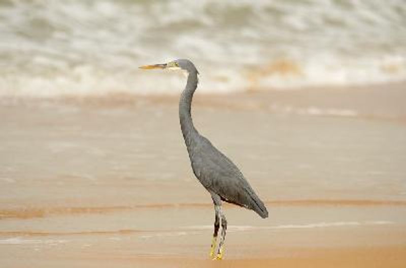 Western Reef Egret