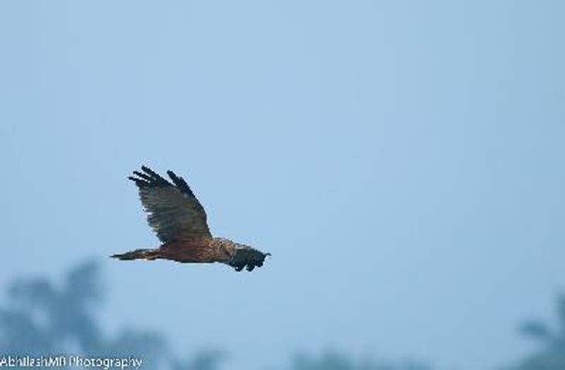 Western Marsh Harrier