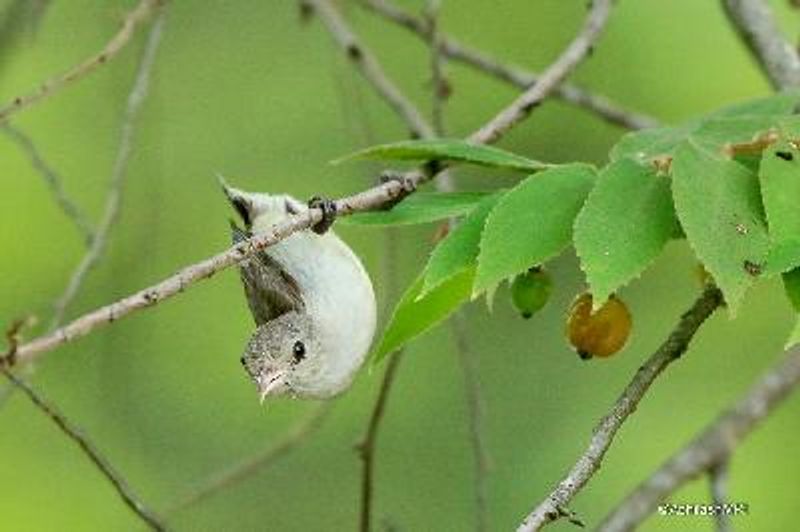 Pale billed Flowerpecker