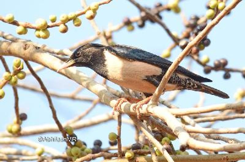 Rosy Starling