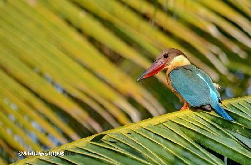 Stork billed Kingfisher