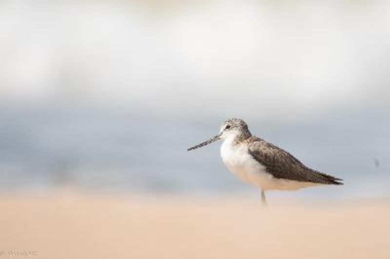 Common Greenshank