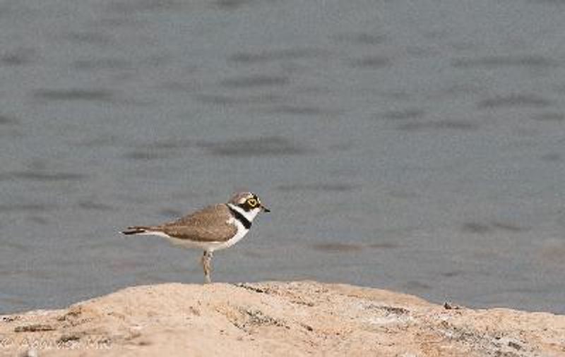 Little Ringed Plover