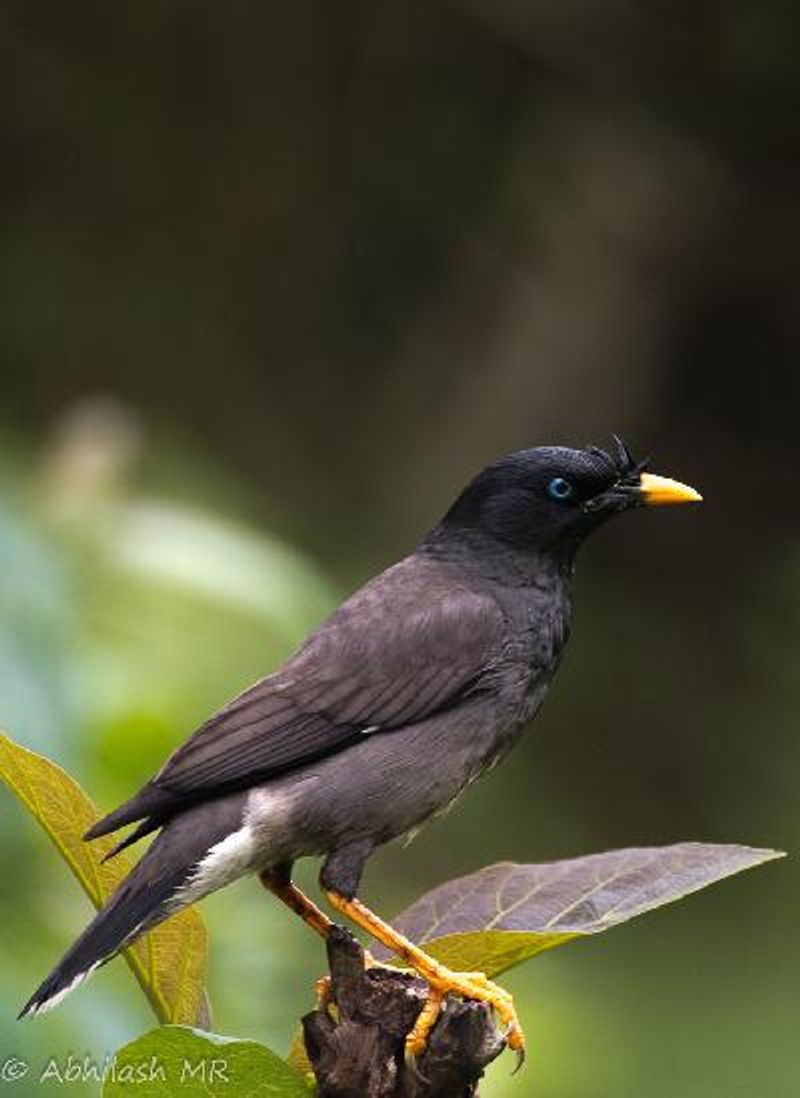 Jungle Myna