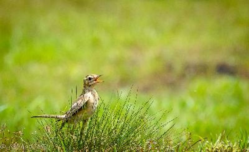 Paddyfield Pipit