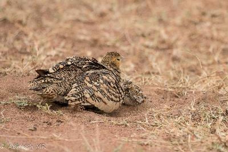 Chestnut bellied Sandgrouse