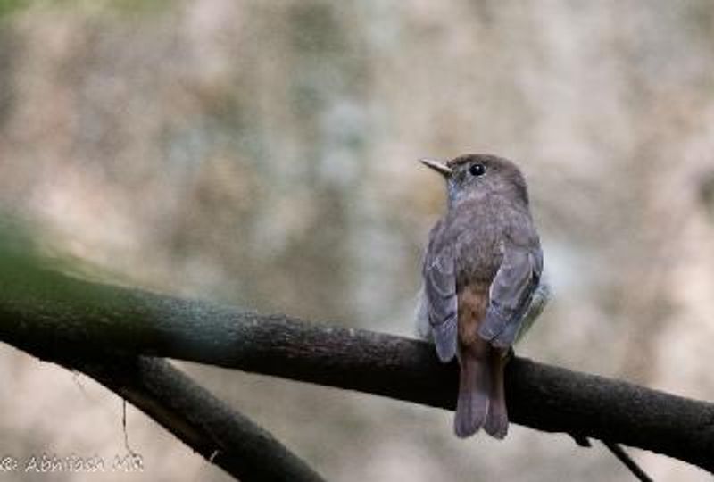 Rusty tailed Flycatcher