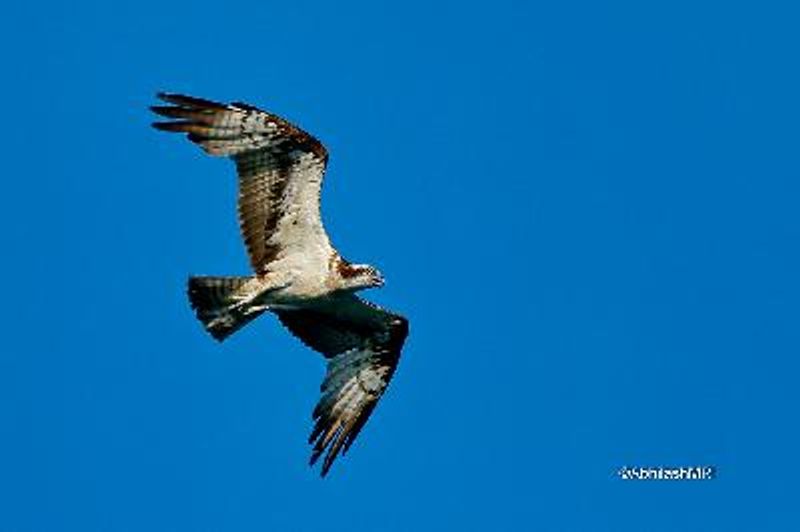 Osprey