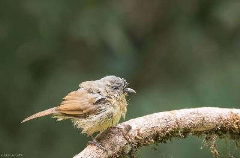 Brown cheeked Fulvetta