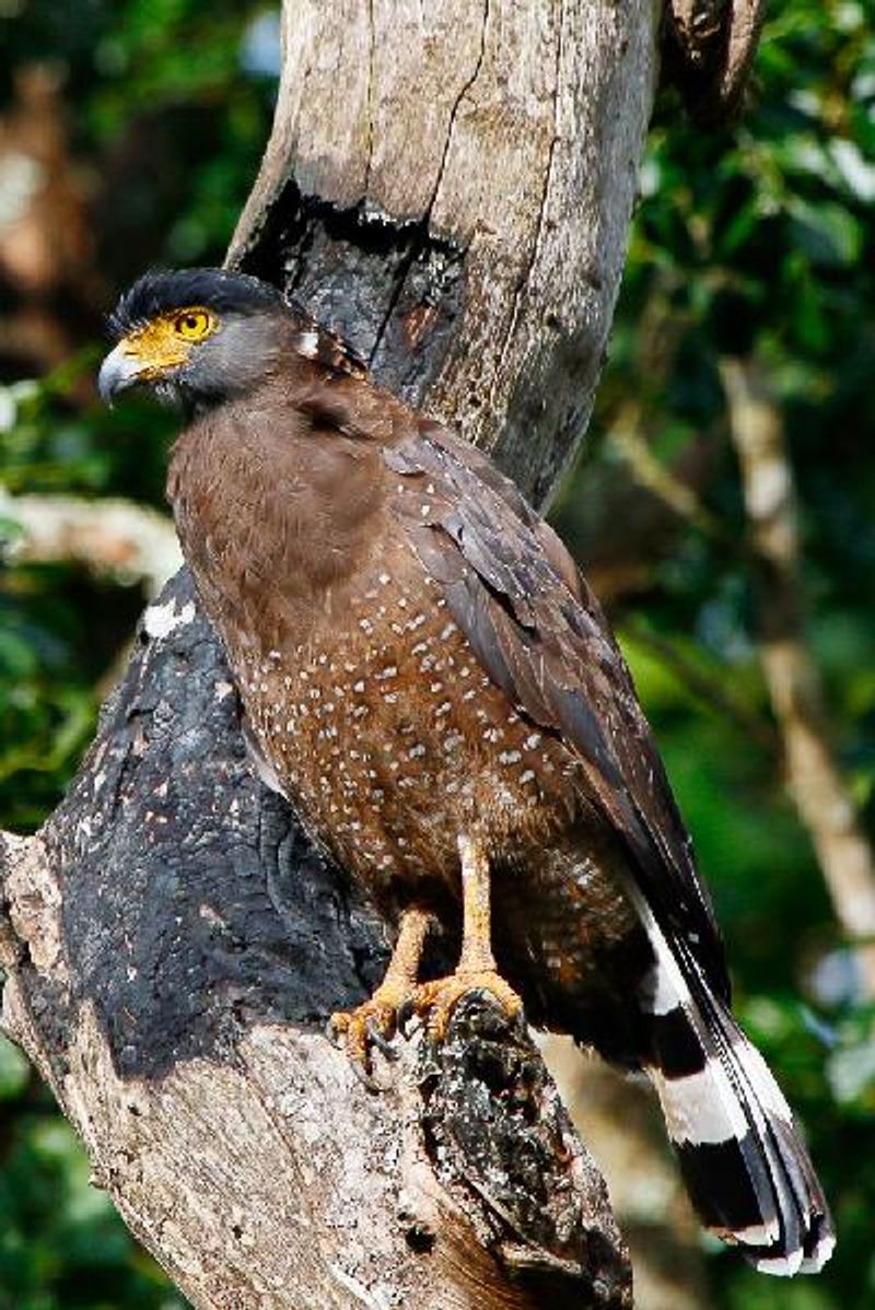 Crested Serpent Eagle