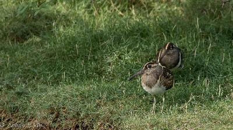 Greater Painted snipe