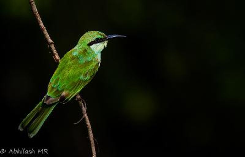 Green Bee eater