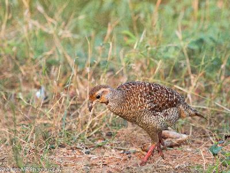 Grey Francolin