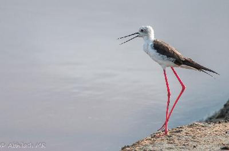 Black winged Stilt