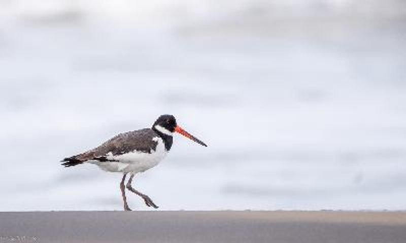 Eurasian Oystercatcher