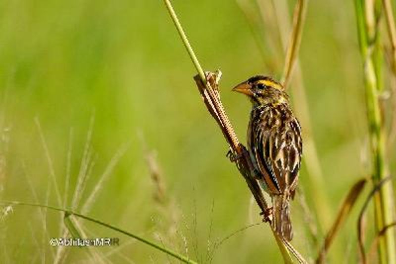 Streaked Weaver