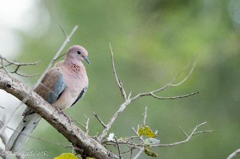 Laughing Dove